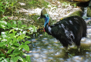 Naklejka premium cassowary in the creek