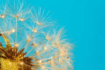 Pusteblume