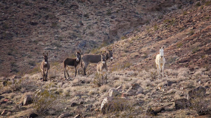 Wild  Burros on a Hillside in The Mojave Desert