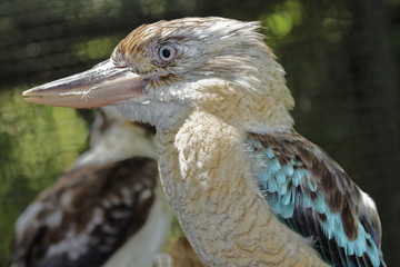 Kookaburra or  Dacelo Novaeguineae