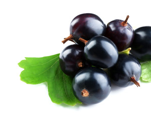 Wild black currant with green leaves isolated on white