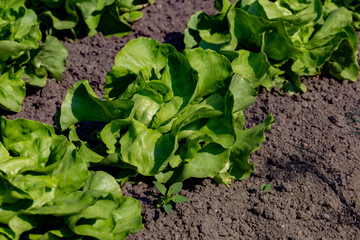 Gartensalat