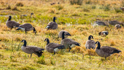 Geese looking for food, Nisqually National Wildlife Refuge