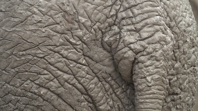 Close-up rear view of elephant covered in mud with tail swishing