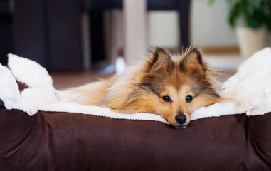 Sheltie liegt im Hundekörbchen, Shetland Sheepdog