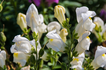 White snapdragon flowers in the park