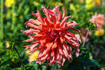 Red dahlia in the park