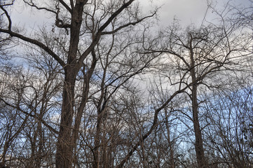 Fototapeta na wymiar Tree tops and sky