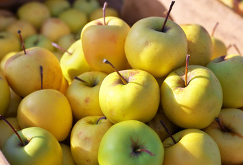 Yellow juicy fresh apples background. Golden Delicious Apples