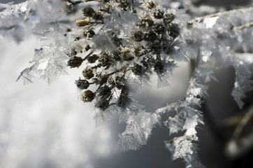 winter, frost, nature landscape on the grass covered with frost
