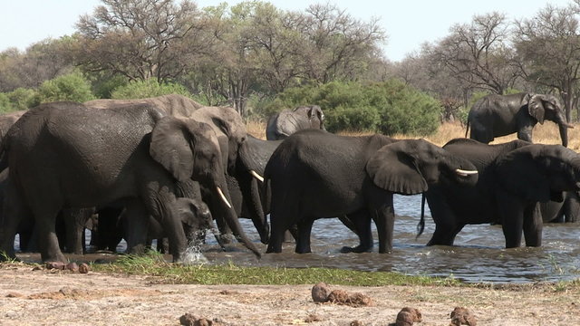 Breeding herd of elephants drinking at river in the Okavango Delta