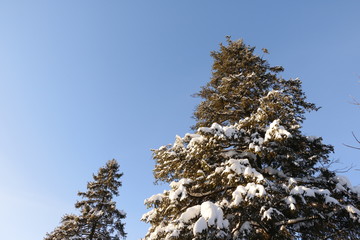 Верхушки деревьев со снегом на фоне неба зимним солнечным днем