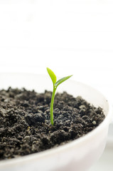The Herbal sprout