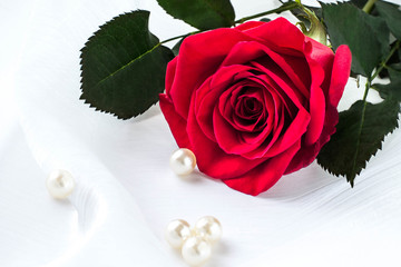 Bright red rose in a gift
