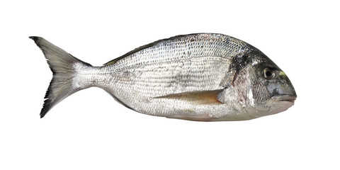 Sea bream profile isolated on white