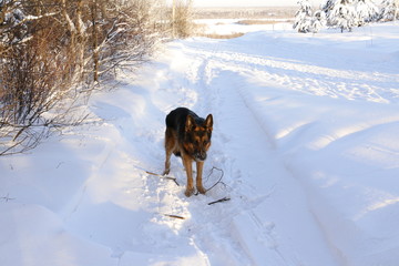 Собака немецкая овчарка на снегу в зимний солнечный день