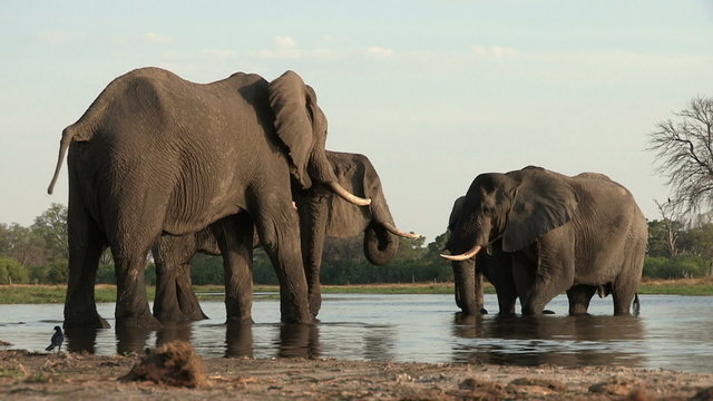 A group of elephant drinking at river in the Okavango Delta