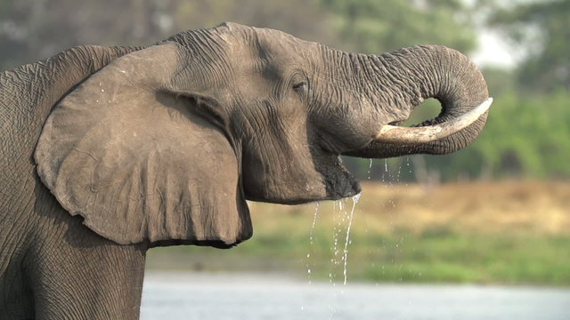 Slow motion of elephant bulls drinking at river in the Okavango Delta