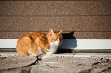 Cat lying on the sun with silhouette