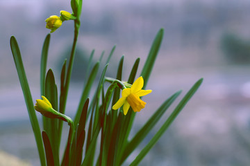 yellow flowers. Daffodils