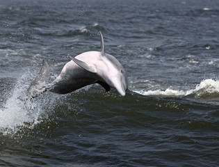 Bottlenose Dolphin (Tursiops truncates)