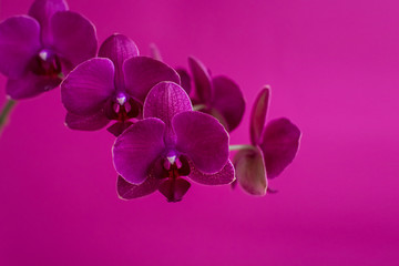 Naklejka na ściany i meble flower on purple background