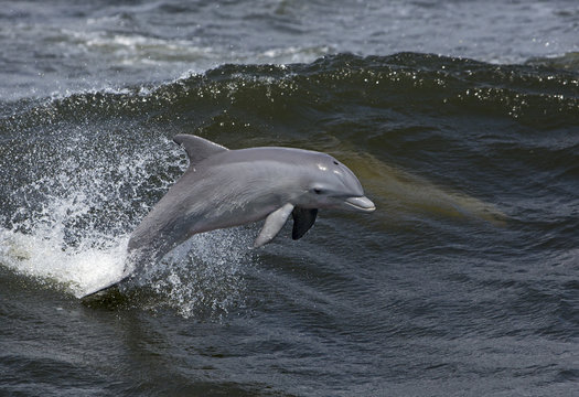 Bottlenose Dolphin (Tursiops truncates)