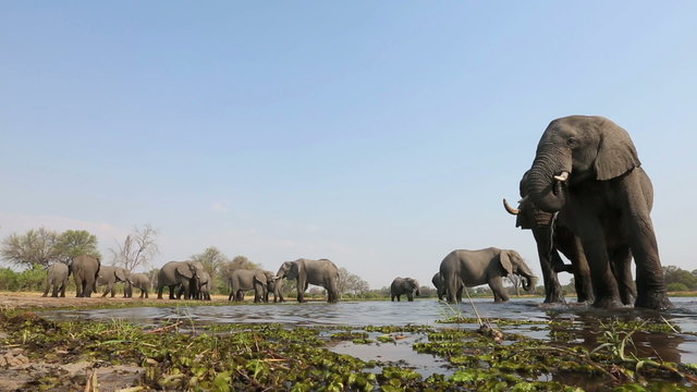 Spectacular low angle footage of elephants drinking at waterhole