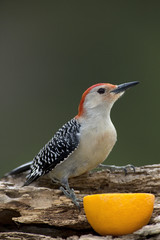 Male Red bellied Woodpecker (Malenerpes carolinus) feeding on an orange half