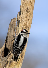 Male Downy Woodpecker (Picoides pubescens)