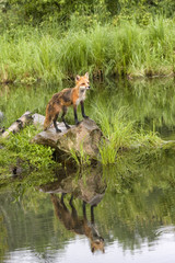 Obraz na płótnie Canvas Fox with Reflection in a Quiet Lake