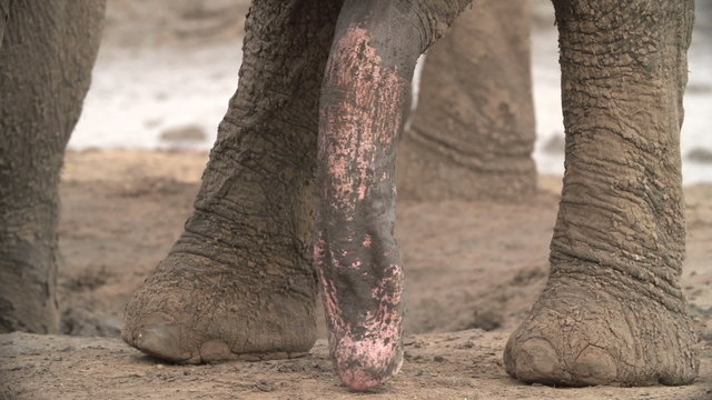 Close-up of elephant penis