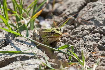 Little frog sitting on the dry ground