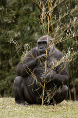 Gorilla Nibbling on a Branch