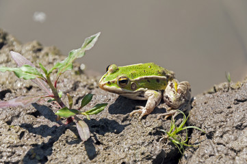 Little green frog