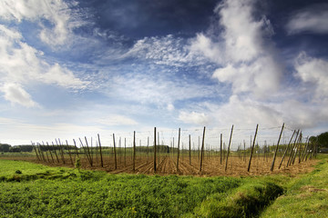 Fototapeta na wymiar prepared fields to hops planting
