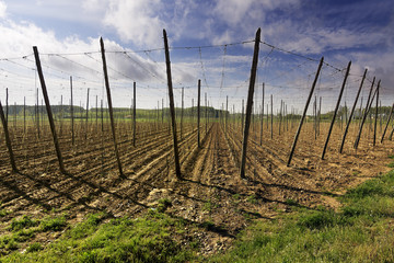 prepared fields to hops planting