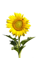 sunflower blooming on white background.