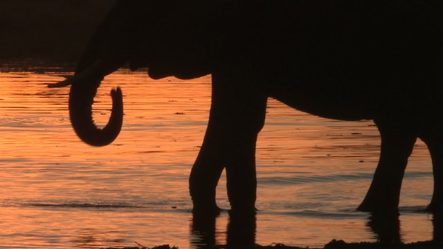 Elephants in silhouette drinking at waters edge