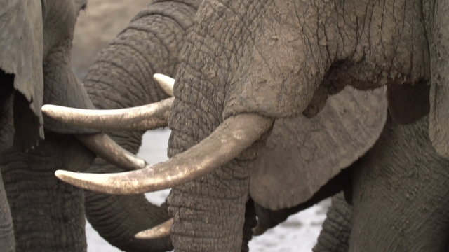 Panning shot of elephant trunk from tip going up to face