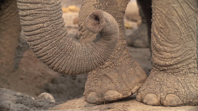Tight shot of elephant trunk with elephants feet in the background