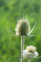 Burdock on green background