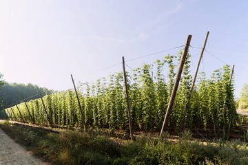 hops field for beer production