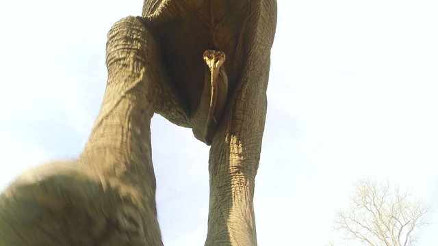 Spectacular footage of elephants walking directly over camera