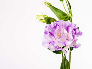 purple flower on white background