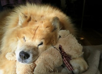 Pet chow chow breed dog napping with his stuffed dog 