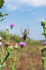 Spider on cobweb
