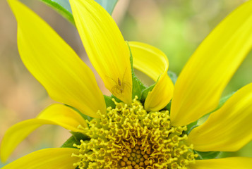 Spider with sunflowers
