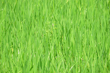 Fototapeta na wymiar center of frame (selected focus) of green rice crops in the rice