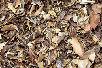 Dry leaf on the ground